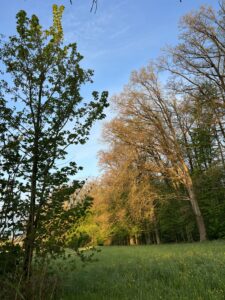 Große Bäume am Waldrand im Morgenlicht